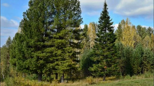 Славянская сказка "Почему ель плачет" смотреть онлайн