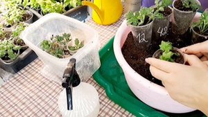 ЧЕРЕНКИ ХРИЗАНТЕМЫ УКОРЕНИЛИСЬ НА 100%. НЕ ДОПУСКАЙТЕ ОШИБОК ПРИ УКОРЕНЕНИИ ЧЕРЕНКОВ.