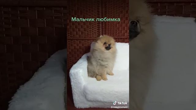 шпиц,продажа#Pomeranian#puppies#Dogs#spitz#German