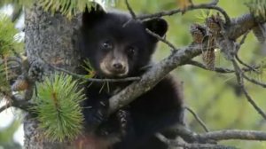 Смешные медвежата