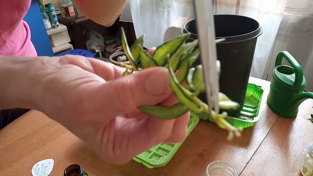 Хойя белла вариегатная Укоренение черенков смотреть онлайн