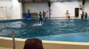 Анапа. Дельфинарий.