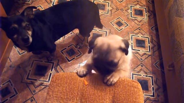 Мопсик Бакс кушает (Pug-Bucks eats...) смотреть онлайн