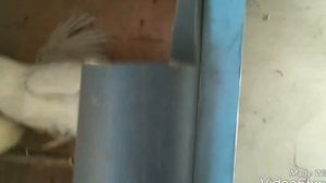 Кормушка для кур за 5 минут. Своими руками.