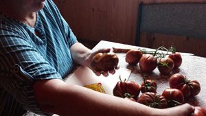 Томат Богатырь Илюша моё мнение