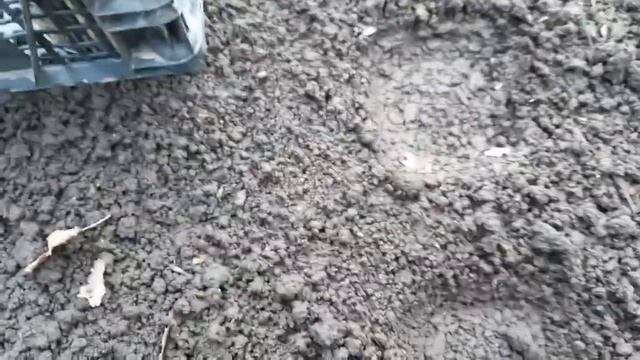 Базилик без рассады!Можно ещё и так!Удачный метод посева! смотреть онлайн