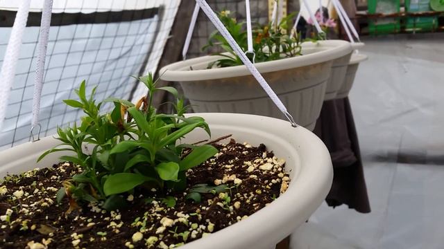 Gardening With Vincenzo -In The Greenhouse! смотреть онлайн