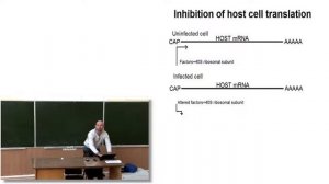 Лекция 9 Центральная догма молекулярной биологии  Теория РНК мира  РНК в клетке
