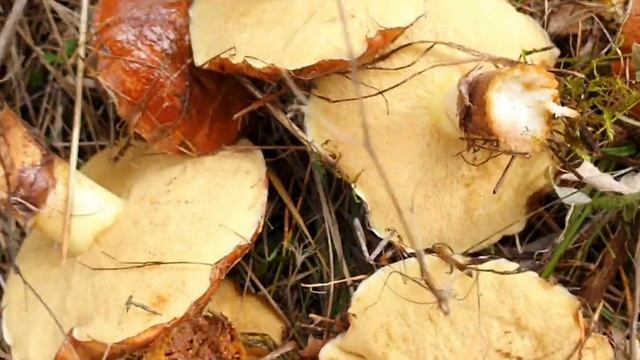 Банско.Лесные тропинки.Часть 2...Маслята! смотреть онлайн