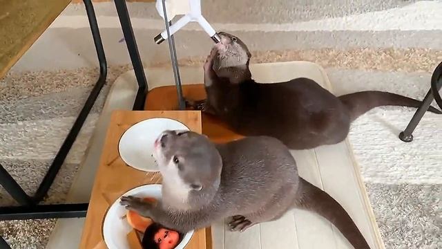 Срочно покормите голодных детишек))) | Домашняя выдра. смотреть онлайн