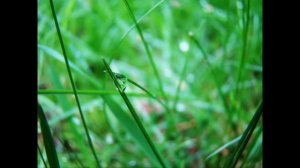 Photos Taken With The SONY Cybershot DSC-H50 Camera