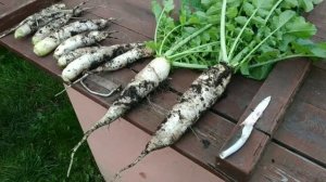 Дайкон или японская редька(сорт клык слона)