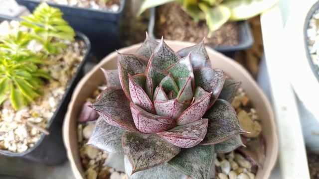 VID 20200928 161234 смотреть онлайн