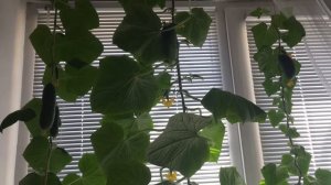 Выращиваем огурцы на подоконнике. Постскриптум.