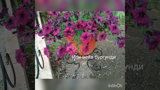 Петуньки после дождя без слов
