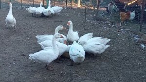 В 4 месяца не надо убирать гусей на мясо??Поймала гуся по вашему совету?