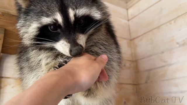 ЗАБРАЛА ГИБРИДНОГО КОТЕНКА ЗЛАТЫ / Рысь Умка встречает гостью / Енот Гора не хочет принимать Матвея смотреть онлайн