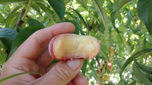 Персик инжирный Эрли Сэндвич (peach Early Sandwich). Самый ранний инжирный персик в коллекции.