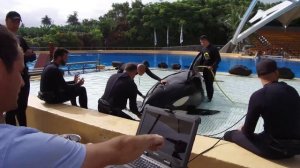 Morgan, 10 years with at Loro Parque