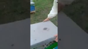 Полоски из Бипина