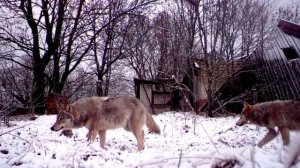 Почему в чернобыльской зоне живут и процветают животные