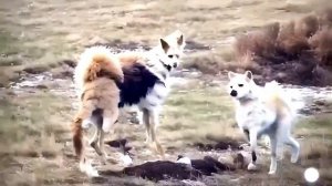 Страшное видео с собаками созданное нейросетью? #новости #технологии #нейросеть