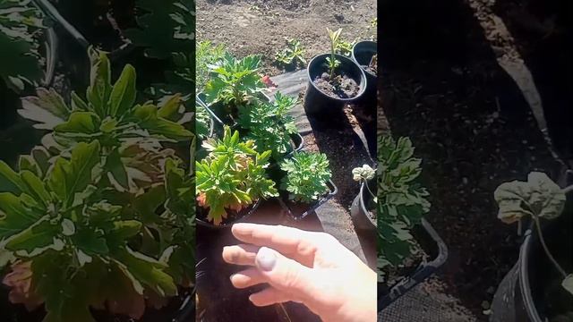 летние черенкование. какие бывают покупатели. сравнение смотреть онлайн