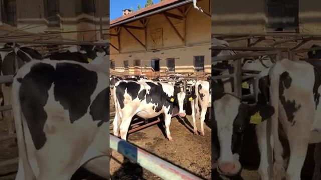 Группа нетелей голштинской породы. смотреть онлайн