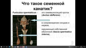 Оболочки и содержимое семенного канатика