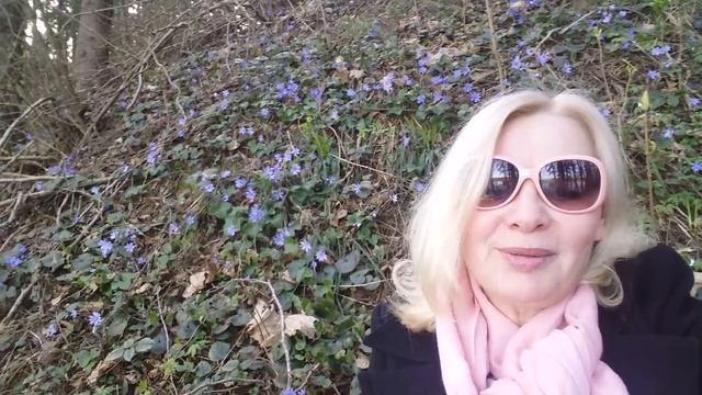 Лесные первоцветы. Оказывается -- печеночница благородная!