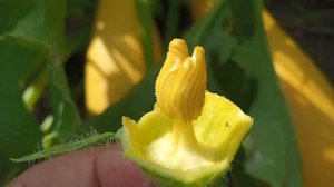 Урожая будет завались! Целыми днями дождь и кабачки и тыква не вяжутся? Вот что надо сделать!