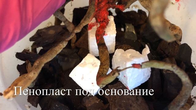 ? Обновление Субстрата Орхидеи «Сан-Франциско » Пошагово