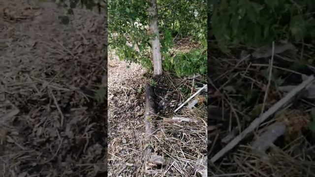 Наблюдение, созидание. Жду грибы