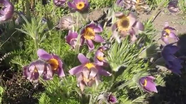 Разноцветные прострелы.Короткий рассказ о весенниках. смотреть онлайн