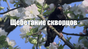Щебетание скворцов. Звуки природы 2 часа
