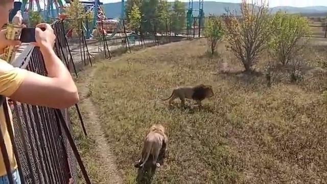 Тайган. Угощаем прайд Олежки. Филя не пришёл, Алекс опять в пролёте. Архив. смотреть онлайн