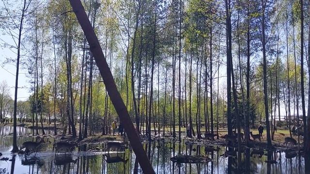 Парк жывёлаў Лясныя таямнiцы ANIMAL PARK Беларусь Барановичи Животные Лес смотреть онлайн