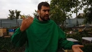 Золотистая щурка, или пчелоедка