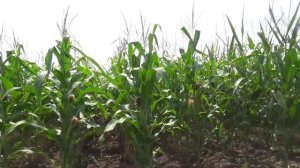 День поля «ВолгоградАГРО» (хозяйство Гришиных)