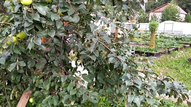 ДОБРОЕ УТРО ОТ ГОРОДСКИХ КОЛХОЗНИКОВ смотреть онлайн