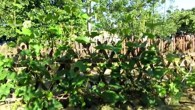 ??Виноград перед цветением. Нормировка соцветий. Прищипка. Обработка,.