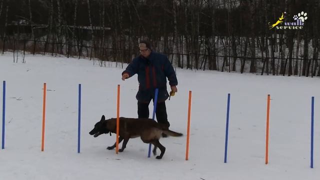 Аджилити, дрессировка воспитание собак, змейка обучение мячом, малинуа смотреть онлайн