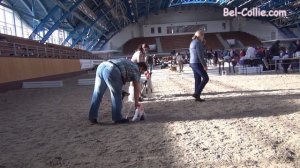 Чемпионат колли 2021. Часть 2. Колли короткошерстные