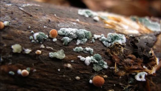 Zelenatka obecná - Trichoderma viride