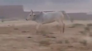 Танцующие коровы Вриндавана