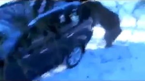 медведь залез в машину и уехал