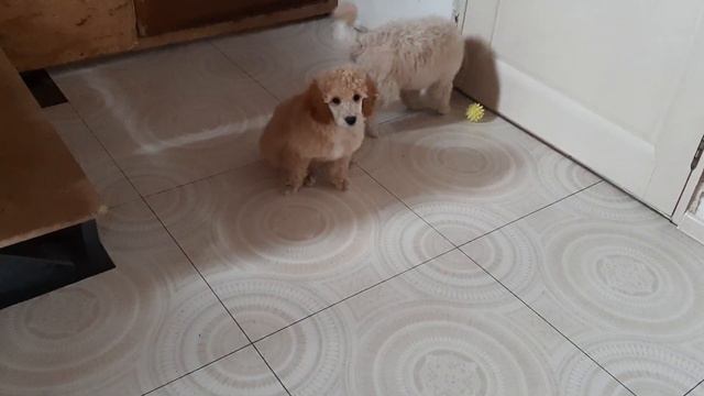 щенки малого пуделя. Мальчики смотреть онлайн