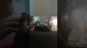 Курица стала издавать скрипящие звуки!