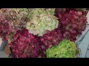 Гортензии. Компактные сорта .Сад в Ленинградской области. Сезон 2023 г.