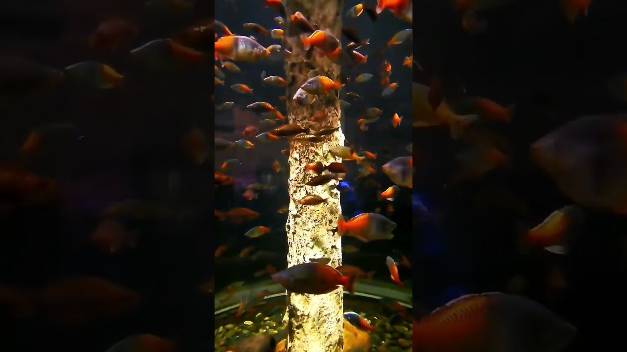 fish смотреть онлайн
